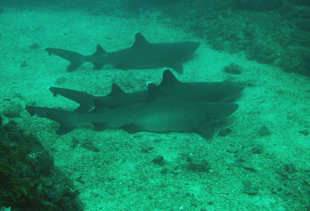  Diving Catalina Islands 