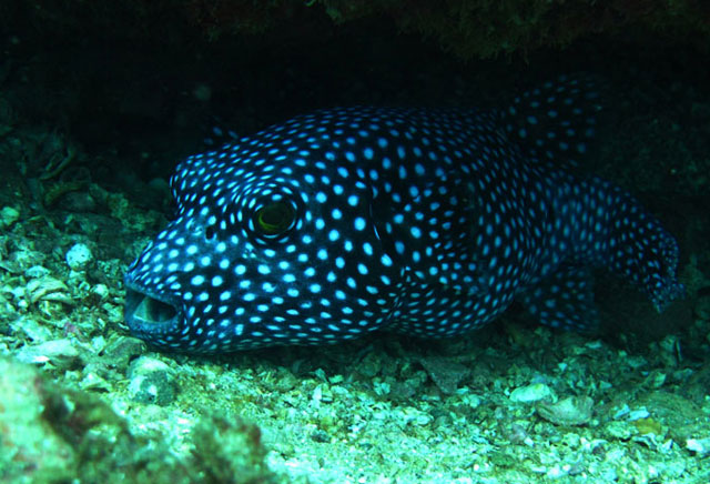  Guanacaste Scuba Diving 