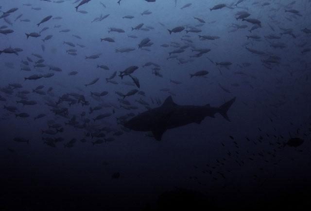 Murcielago Islands Scuba Diving